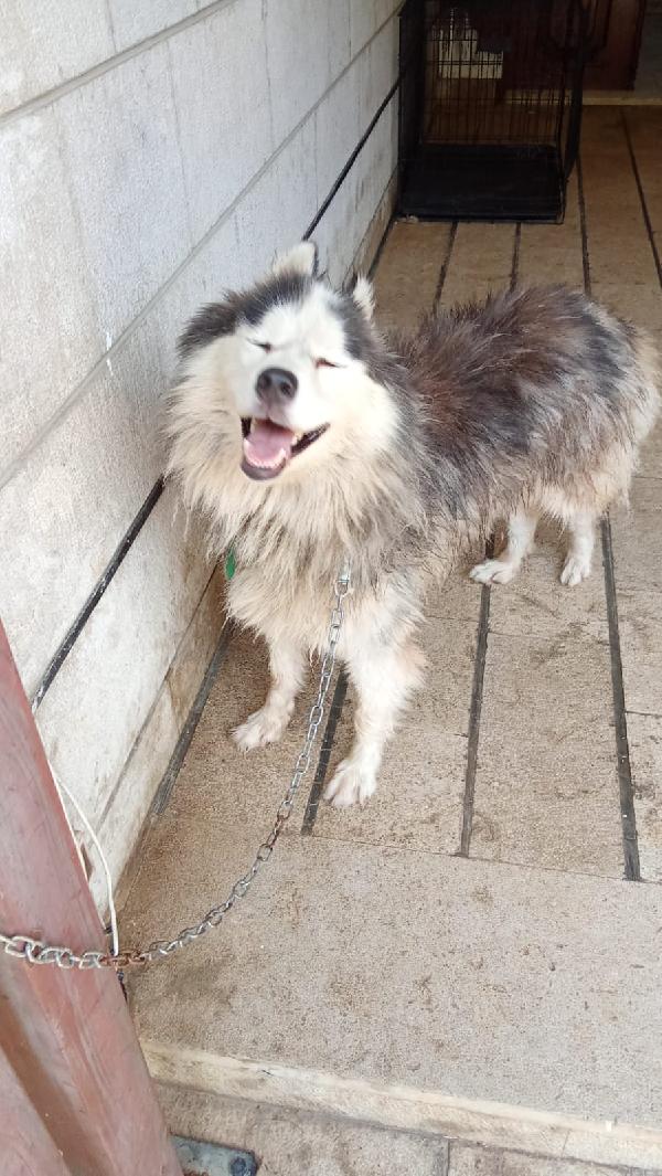 Splendida Malamute VICKY Foto 6